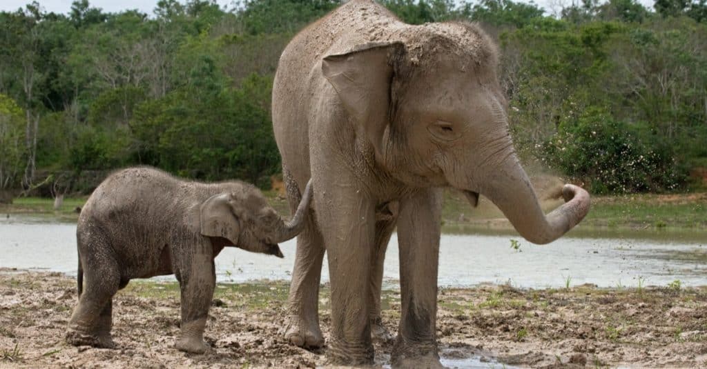 Female with baby, Asian elephant. Indonesia. Sumatra