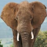 Elephants