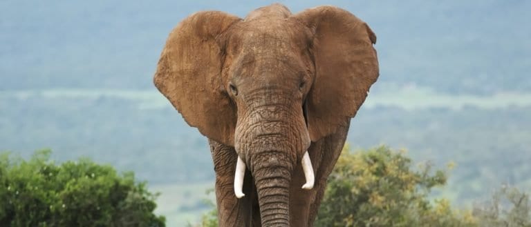 African Elephant, Loxodonta africana, bull, male, Addo Elephant Park, South Africa