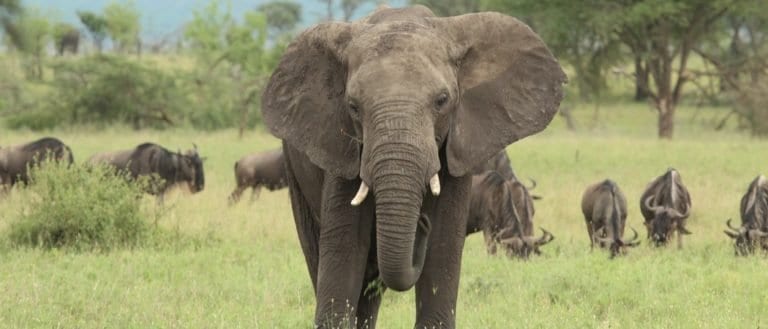 Elephant in the green Serengeti
