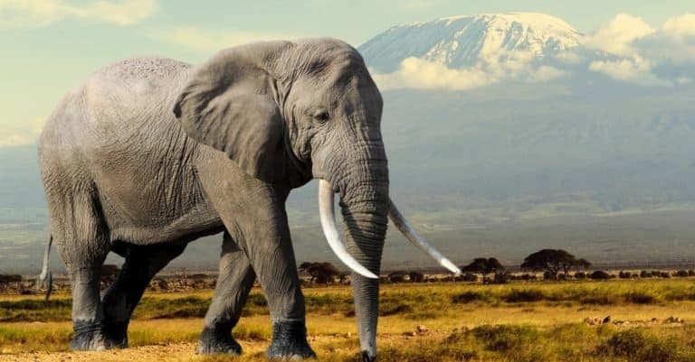 Elephant with Kilimajaro mountain in background in National park of Kenya, Africa