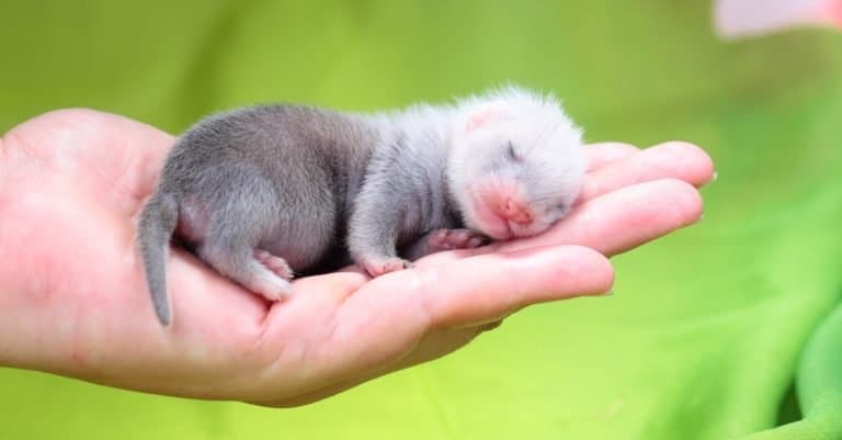 Two weeks old cute ferret baby in human hands