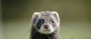 adark grey ferret is posing in the grass
