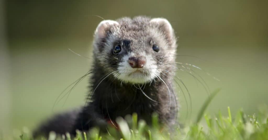 A dark grey ferret is sitting in the grass