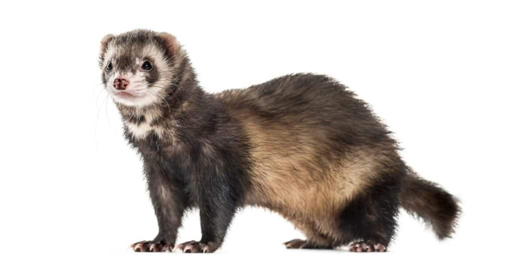 Side view of a Ferret isolated on white