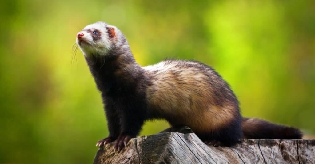 Ferret debout sur une souche d'arbre