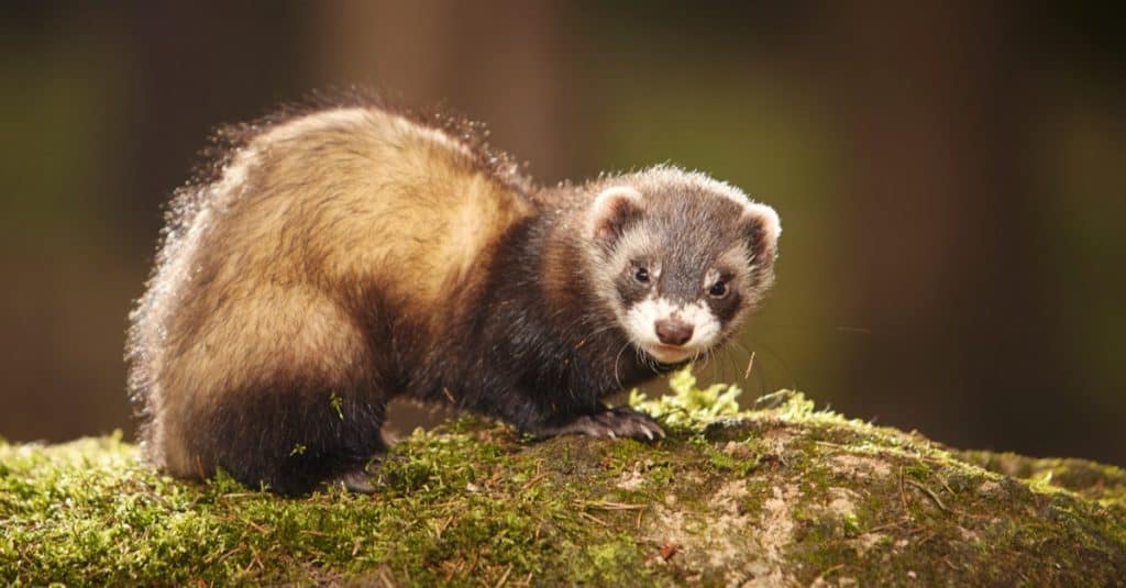 Sable ferret posing on moss deep in summer forest