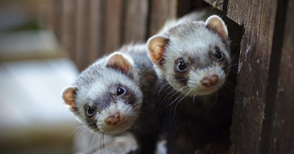 Two ferrets looking out of their wooden house