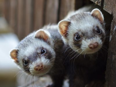 Ferret Animal Facts | Mustela furo | AZ Animals