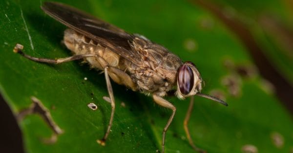 Fly Animal Facts - Diptera - A-Z Animals
