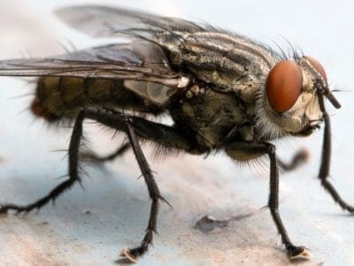 Fly Insect Facts 