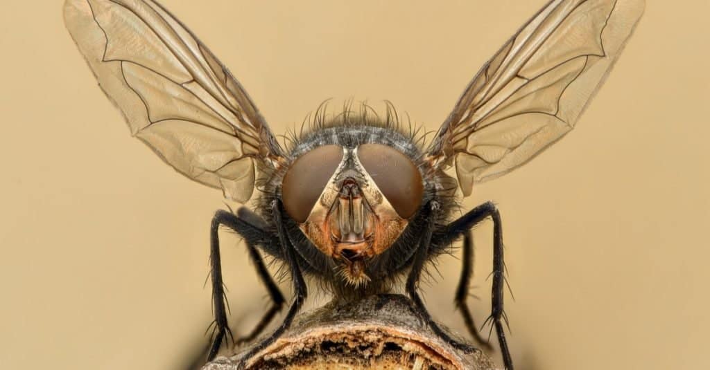 Extreme magnification - Fly liftoff