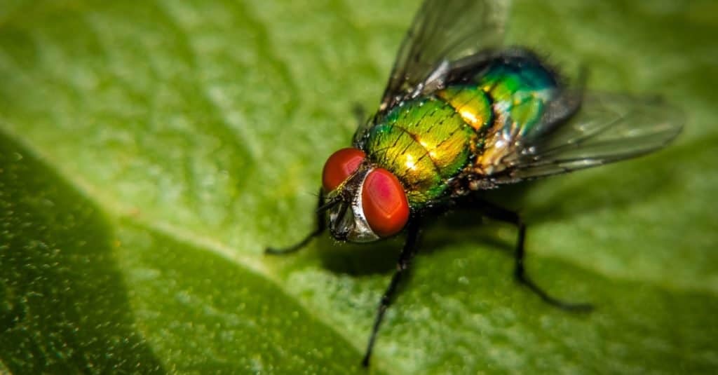 Common green bottle fly (blow fly, Lucilia sericata) on a green leaf.