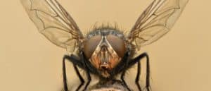 Extreme magnification - Fly liftoff