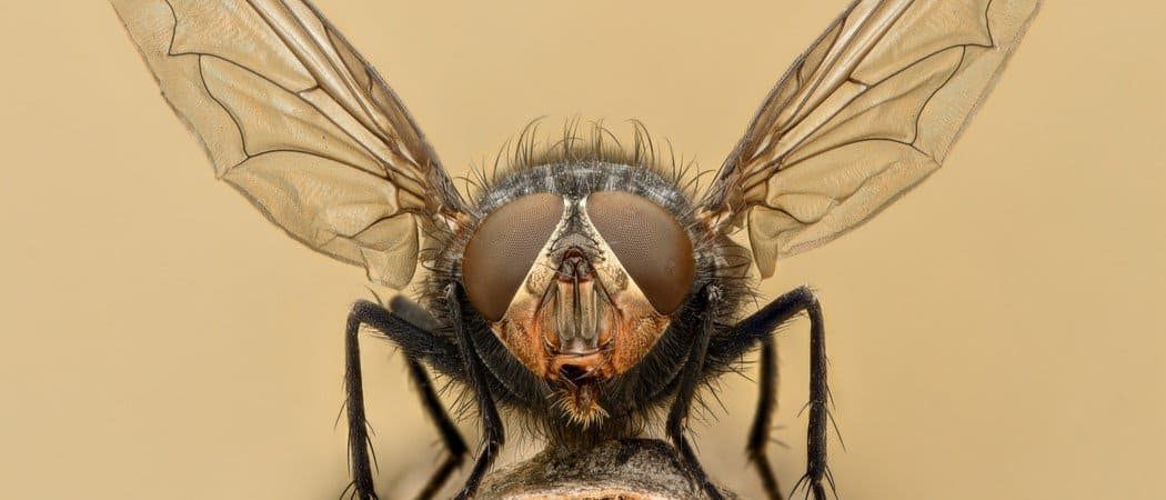 Fly Insect Facts - AZ Animals