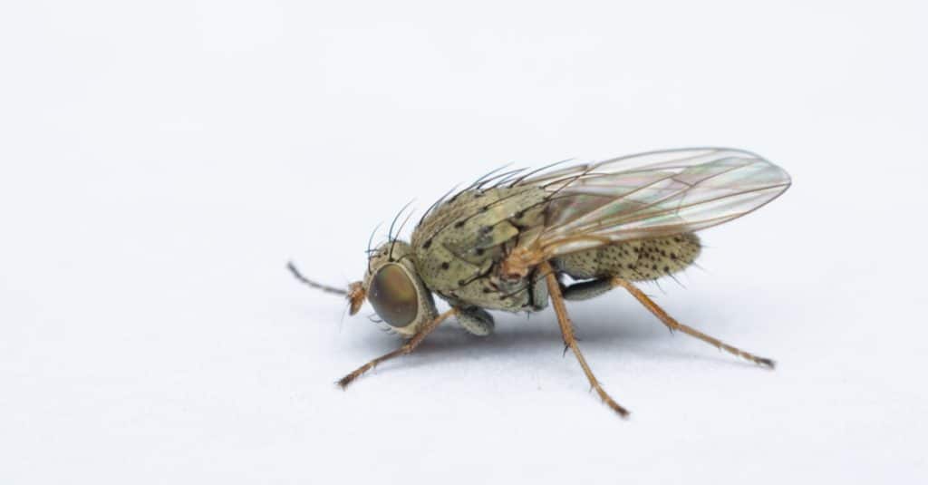 Fruit fly on white dirty paper