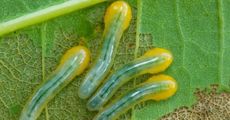 A group of saw fly larvae on an oak leaf