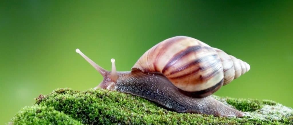 Giant African snail or giant African land snail