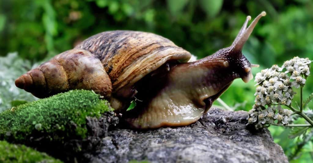 Giant African land snail on a rock.