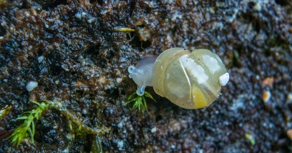 Tiny newly hatched baby of the giant African land snail.