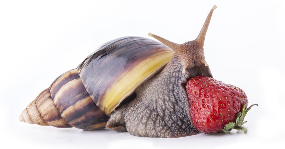 Giant African land snail isolated on white background