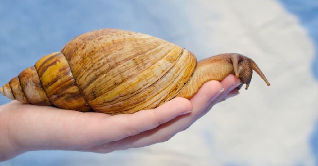 Giant African land snail on a human hand