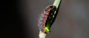 The glow worm, Lampyris noctiluca