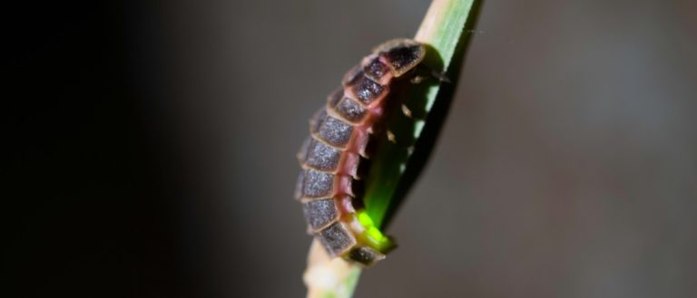 Glowworm