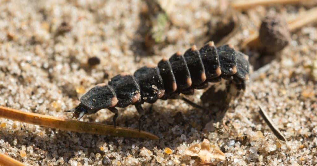 Close-up of a glow worm larva (Lampyris noctiluca) on the sand.