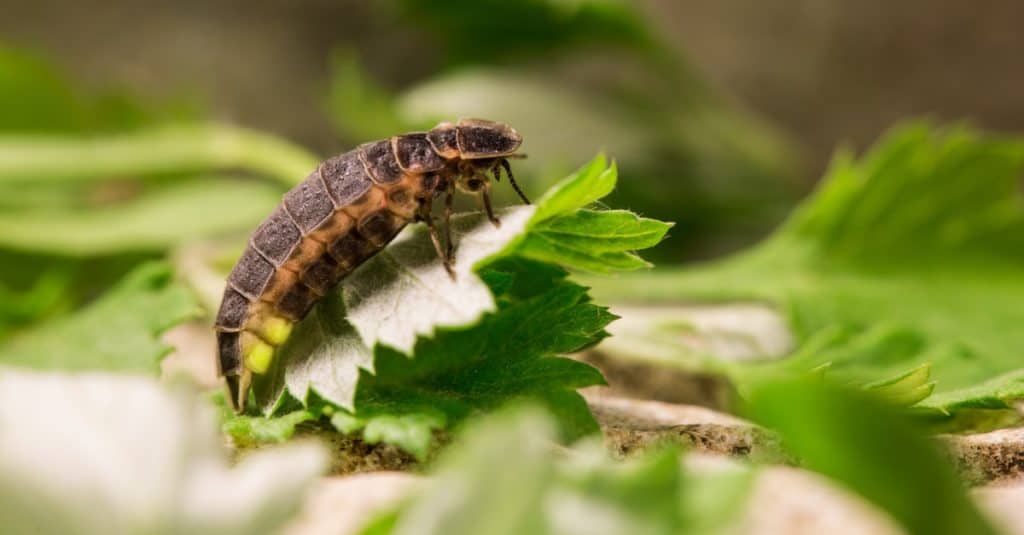 A firefly larva on green leaves, glow worm, emitting light.