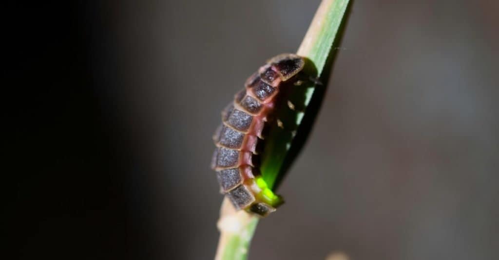 The glow worm, Lampyris noctiluca, sitting on a stem of grass.