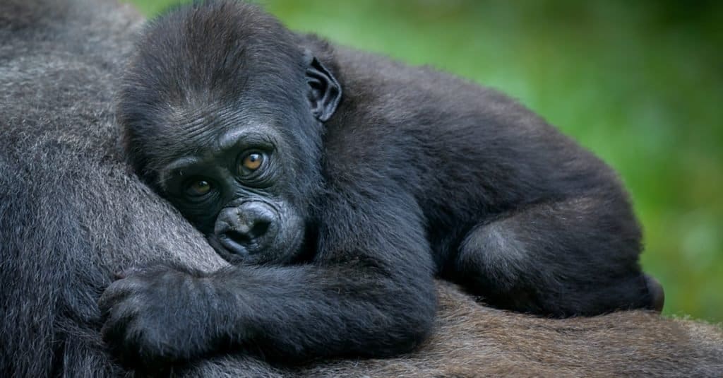 A gorilla baby with its mother.