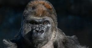 How Old Is The Oldest Gorilla Ever? Picture
