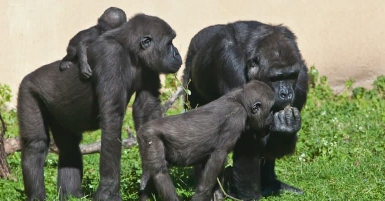 The family of gorillas is a mother with a baby, elder brothers are walking on green grass
