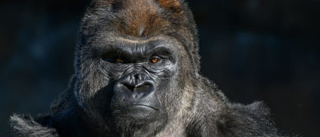 Western lowland gorilla (gorilla, gorilla, gorilla) with a strong, angry expression on his face
