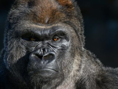 Gorilla Picture