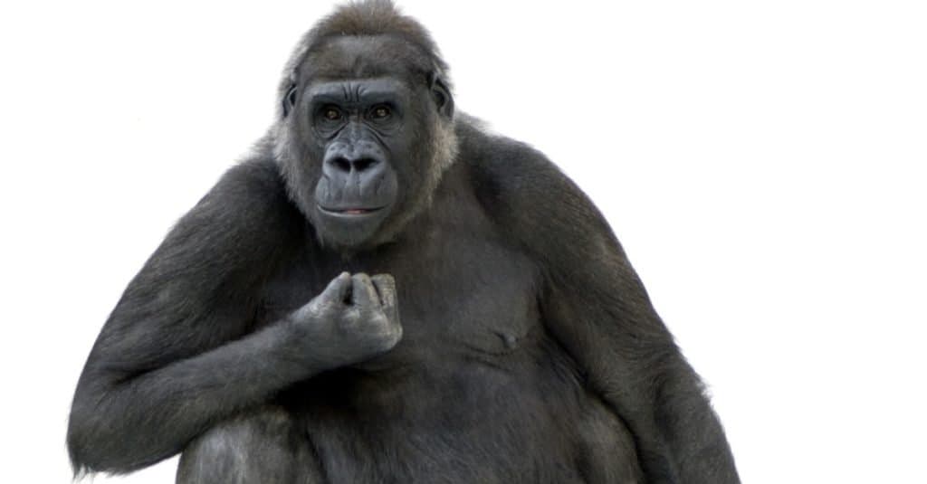 Young Silverback Gorilla in front of a white background