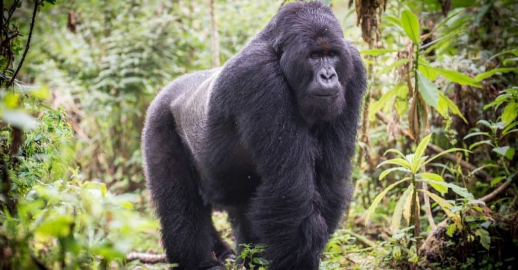 A male silverback mountain gorilla