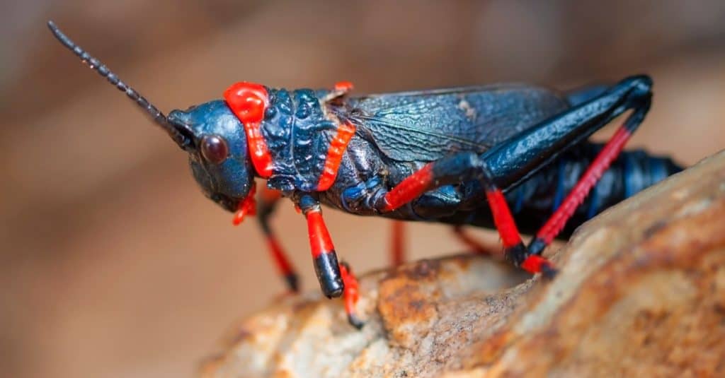 Koppie Foam Grasshopper at a Nature Reserve in South Africa