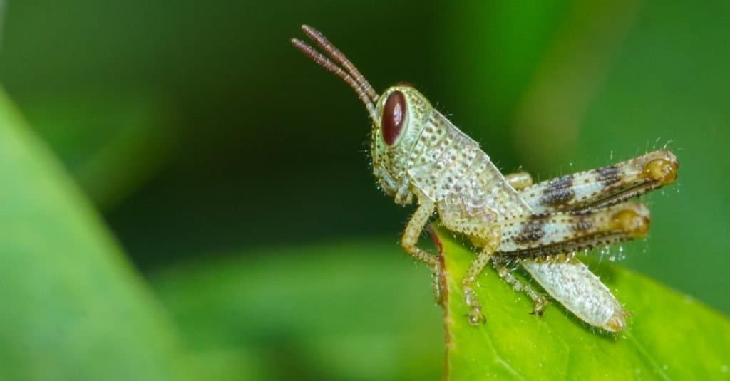 Close up photo of baby grasshopper on green leaf