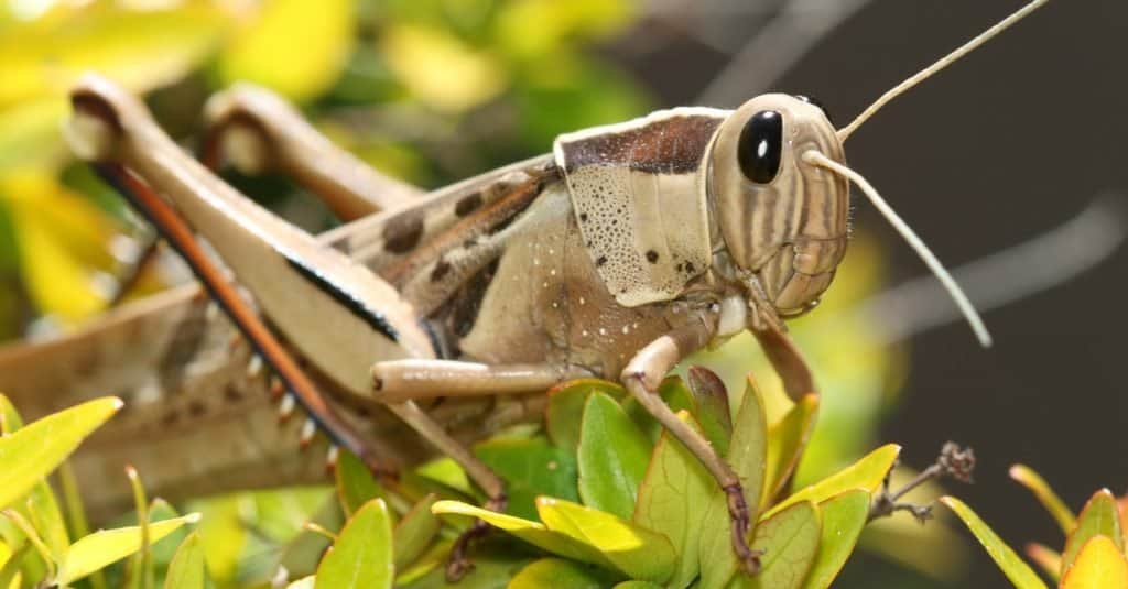 Brown-headed Bird Grasshopper, among the leaves of a Variegated Abelia plant. Western Cape, South Africa.