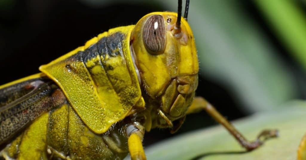 Grasshopper close-up