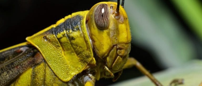 the yellow grasshopper with round oval gray eyes