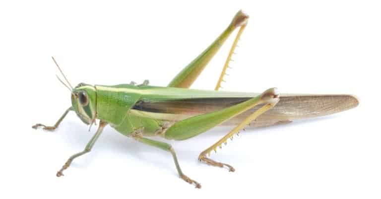 Grasshopper isolated on white background