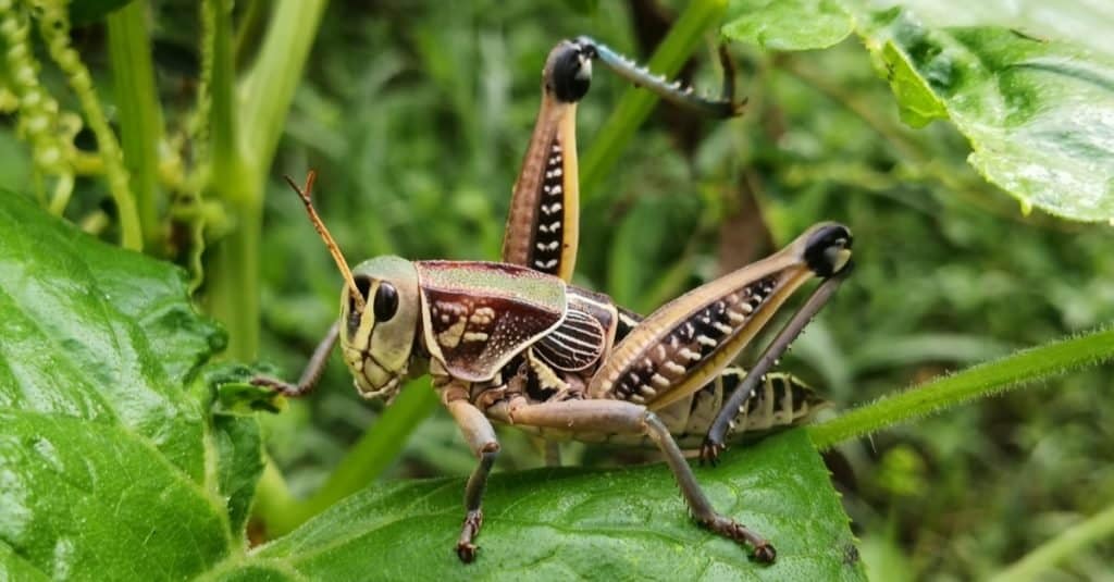 what is the scientific name for grasshopper