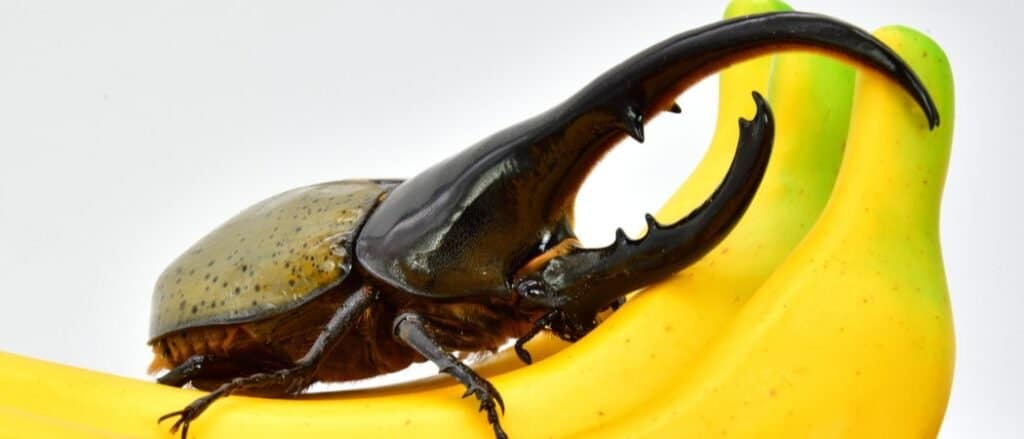 Hercules beetle in South America