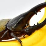 Hercules beetle