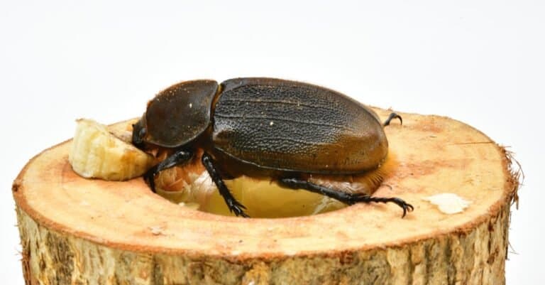A female Hercules beetle sitting on a tree stump.