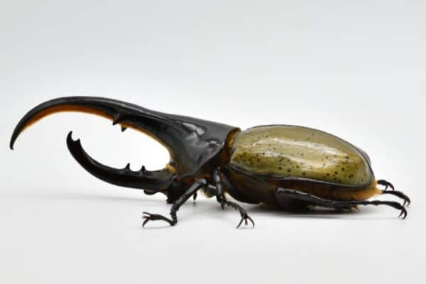 Hercules beetle isolated on a white background.