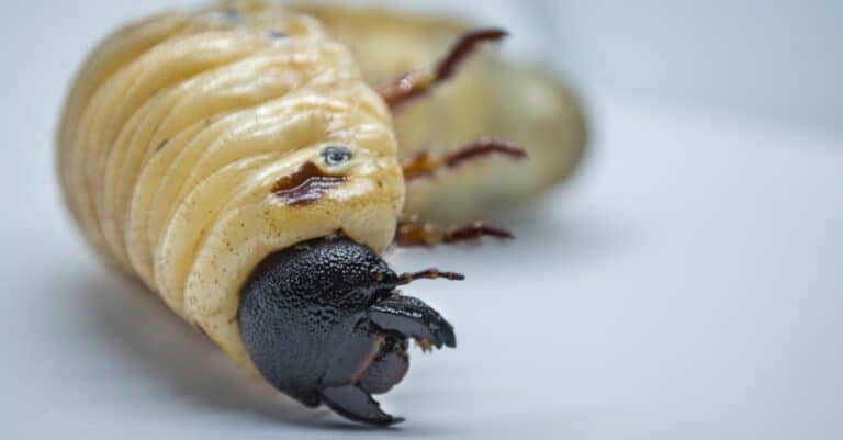 The larva of a Hercules beetle, isolated on a white background.